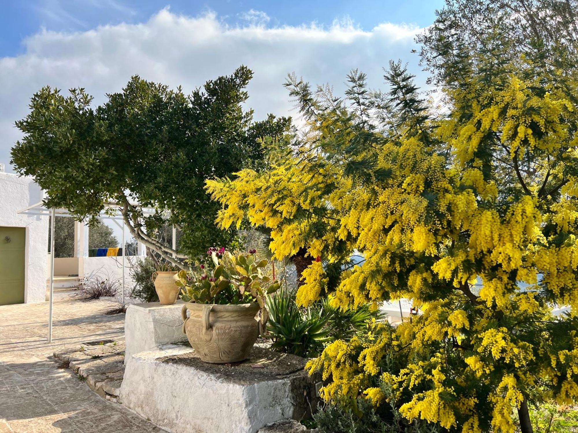 Syconium Trullo And Lamia Gea Charme And History Hotel Остуни Екстериор снимка